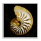 Stupell Industries Spiral Patterned Shell Framed Giclee Wall Art Design by Caroline Kelly